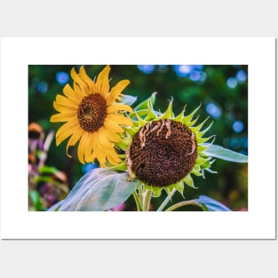 Sunflower Sister Photograph Posters and Art